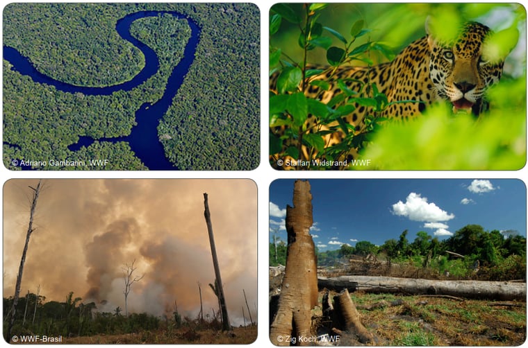 20191220 Annual Donation 2019 - WWF Amazonas