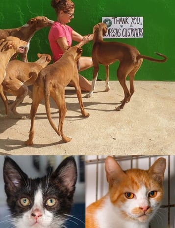 Sara animals